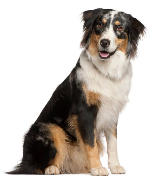 istock Border Collie, 9 months old, sitting in front of white background 855895356