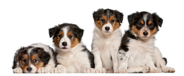 istock Border Collie puppies, 6 weeks old, in front of white background 855895540