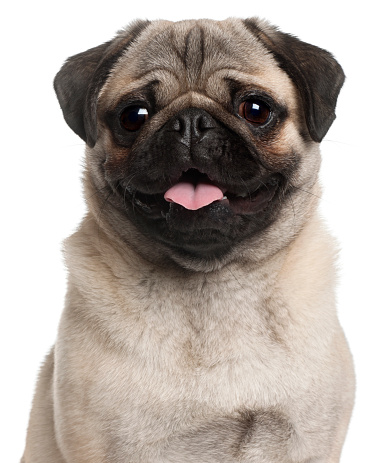 dog pug climbing on the table and looking at breakfast