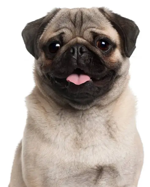 Close-up of Pug, 8 months old, in front of white background