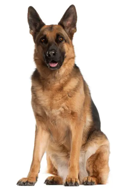 German Shepherd Dog, 4 years old, sitting in front of white background