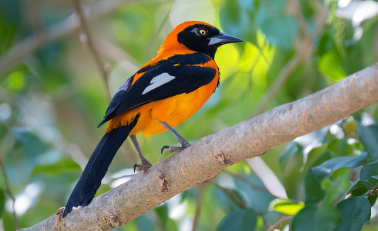 Wild Bird in pantanal, Brazil