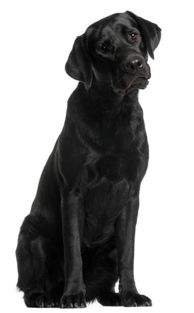 istock Labrador Retriever, 10 months old, sitting in front of white background 855895974