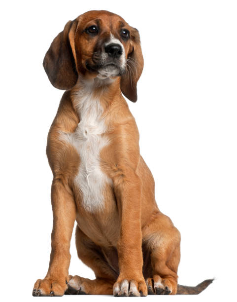istock Mixed-breed puppy, 12 weeks old, sitting in front of white background 855896114