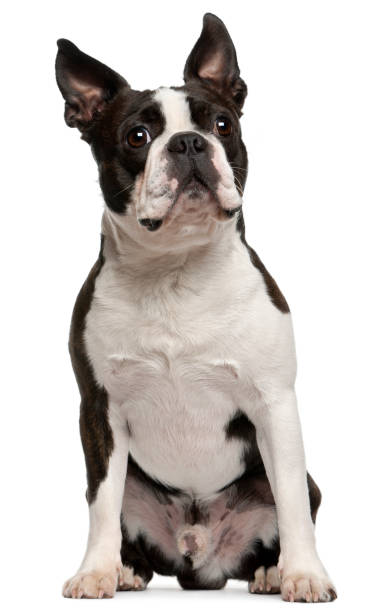 istock Boston Terrier, 1 year old, sitting in front of white background 855896300