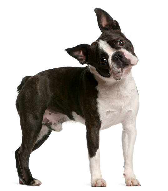 Boston Terrier, 1 year old, standing in front of white background