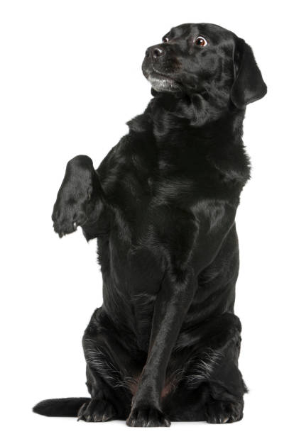 istock Labrador Retriever, 8 years old, sitting in front of white background 855896358