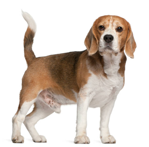 istock Beagle, 8 years old, standing in front of white background 855898070