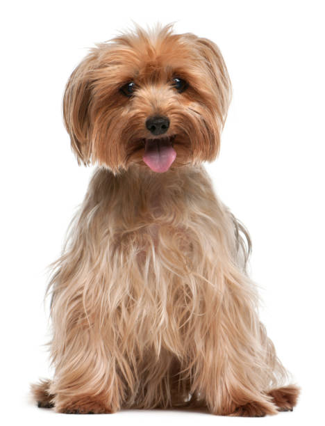 istock Yorkshire Terrier, 14 years old, sitting in front of white background 855898498