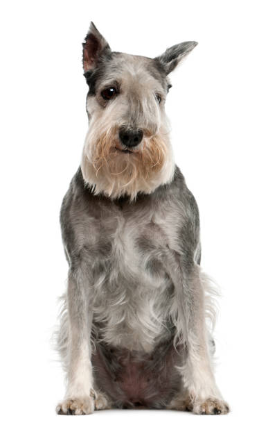 istock Standard Schnauzer, 7 years old, sitting in front of white background 855898524