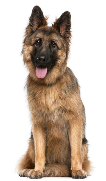 istock German Shepherd Dog, 21 months old, sitting in front of white background 855898570