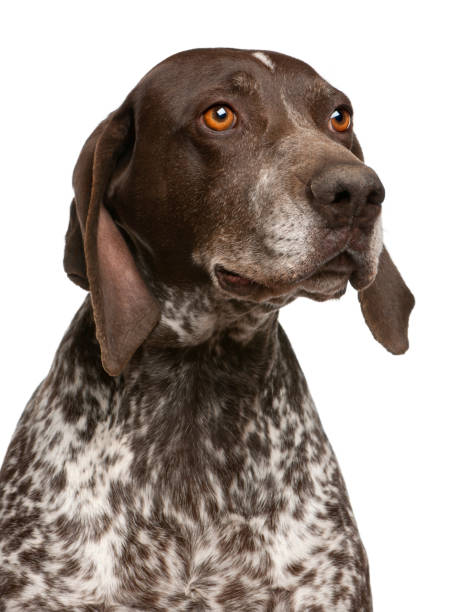 istock Close-up of German Shorthaired Pointer, in front of white background 855898574