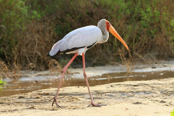 istock Stork at Selous National Park, Tanzania 855899270