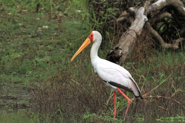 istock Stork at Selous National Park, Tanzania 855899358