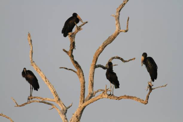 istock Stork at Selous National Park, Tanzania 855899452