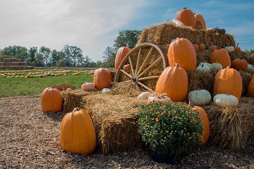 Pumpkins, mums, and hay stacks are set up on display for the fall harvest season on this Minnesota farm.