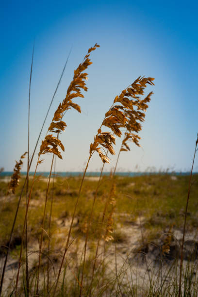 Marsh Oats - Charleston, SC 01 - fotografia de stock