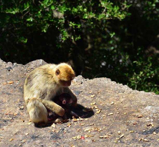 istock Gibraltar Barbary macaque family 855905878