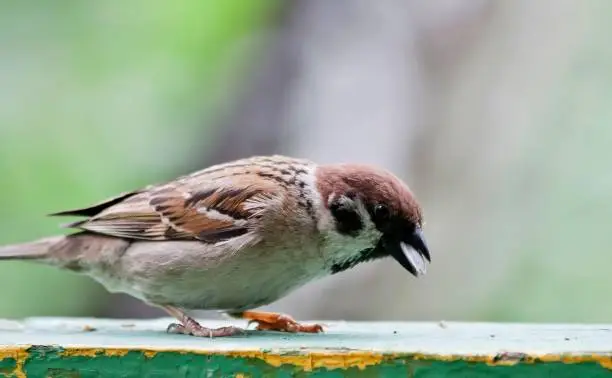 Photo of Sparrow sitting on the Board