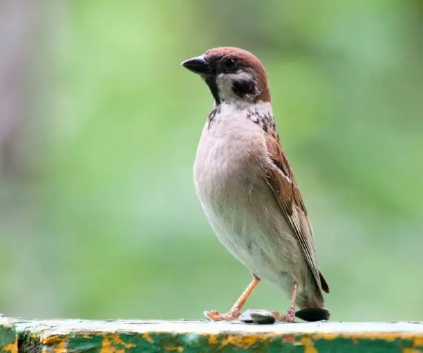 Photo of Sparrow sitting on the Board