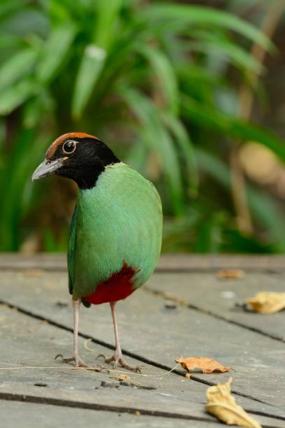 pitta incappucciata - hooded pitta foto e immagini stock