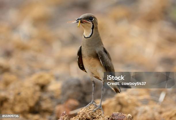 Foto de Oriental Pratincole e mais fotos de stock de Acidentes e desastres - Acidentes e desastres, Animal, Areia