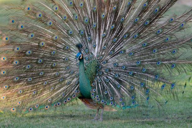 istock male Green Peafowl (Pavo muticus) 855909832