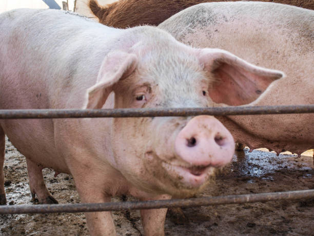 istock Pigs in Pigpen on Farm 855914660