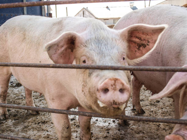 istock Pigs in Pigpen on Farm 855914672
