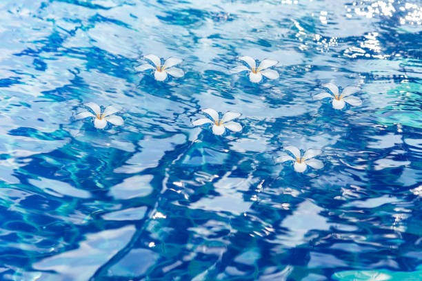 istock Tropical frangipani flower floating in blue water 855914930
