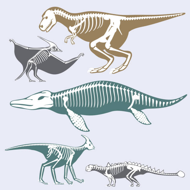 dinosaurier-skelette-silhouetten stellen fossile knochen tyrannosaurus prähistorische tiere dino knochen flach vektorgrafik - dinosaur fossil tyrannosaurus rex animal skeleton stock-grafiken, -clipart, -cartoons und -symbole