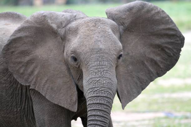 istock Elephants at Selous National Park, Tanzania 855915196