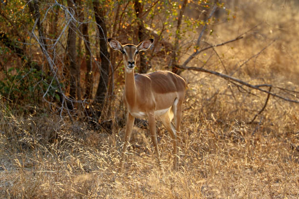 antilopes (impala) nel kruger national park, sudafrica - kruger national park sunrise south africa africa foto e immagini stock