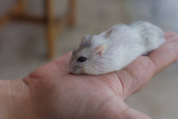 istock Little winter white hamster sleep on hand 855915532