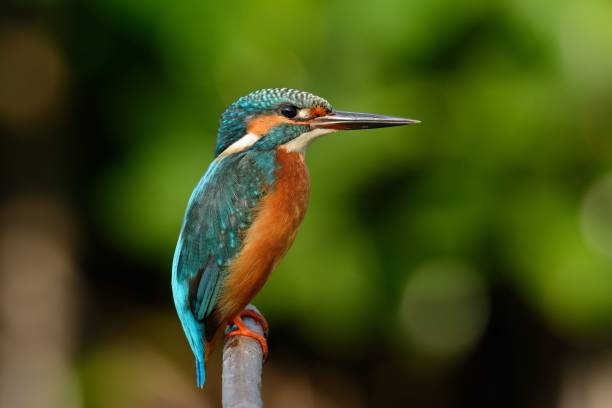 istock male common kingfisher 855915660