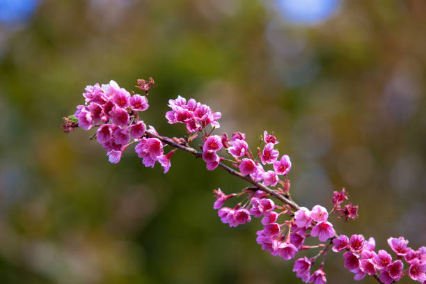 istock Cherry Blossom or Sakura flower on nature background 855918568