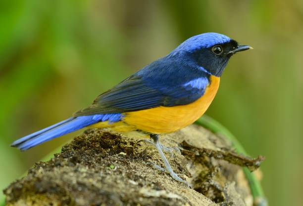 istock male Rufous-bellied Niltava (Niltava sundara) 855924300