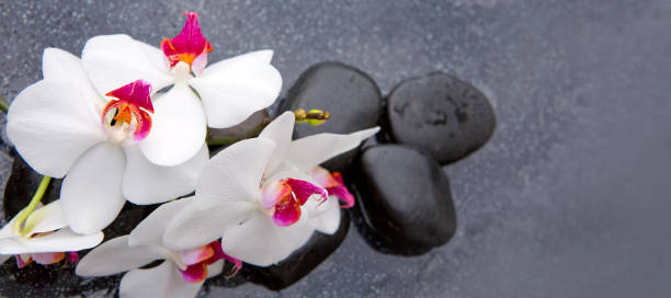 белая орхидея и черные спа-камни - massieren стоковые фото и изображения