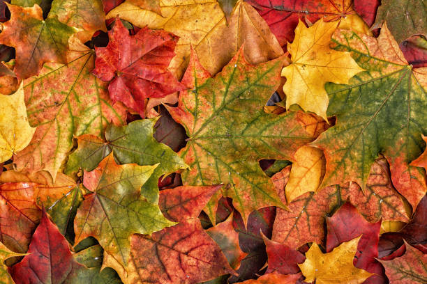istock Colorful autumn leaves. 855935942