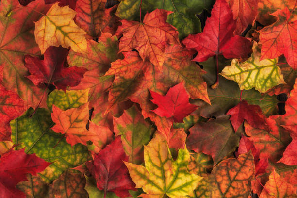 istock Colorful autumn leaves. 855935944