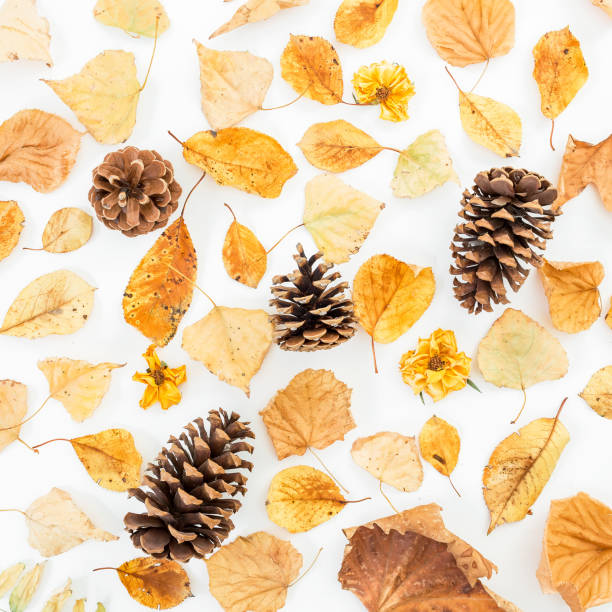 istock Pattern made of autumn dried leaves and pine cones on white background. Flat lay, top view 855939590