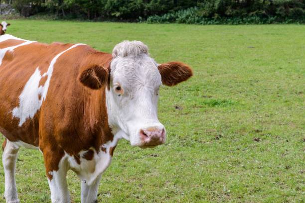 istock Cow on a meadow in austria 855939974