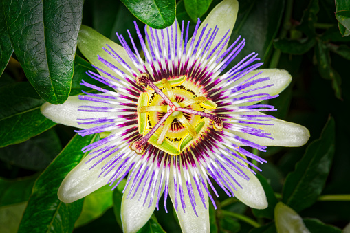 Close up of a Passion Flower, Passiflora, growing amongst dark foliage.