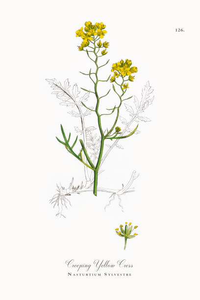 ilustrações de stock, clip art, desenhos animados e ícones de creeping yellow cress, nasturtium sylvestre, victorian botanical illustration, 1863 - willow tree weeping willow tree isolated