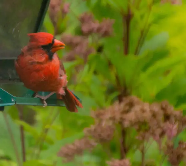 Cardnial at the feeder