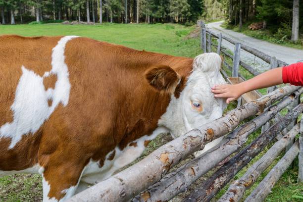 istock Cow on a meadow in austria 855946174