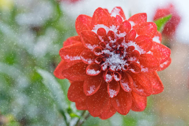 Autumn flowers of scarlet dahlias and snowflakes.