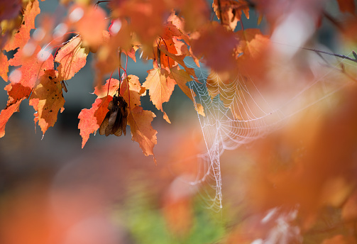 Bright autumn background with red maple leaves Ginnala and swaying cobweb.