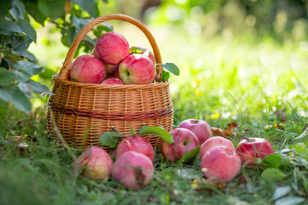 istock Ripe organic fruit in garden 855954402