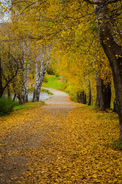 istock footpath autumn in the birch forest sunny day sunset dawn warmly joyful 855955060